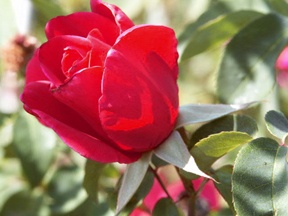 The Audie Murphy Rose.Photo by Vintage Gardens, growers of antique roses.