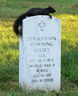 Black squirrel in the shade at Arlington National Cemetery
