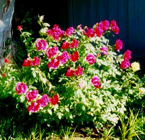 The Audie Murphy Tea Rose.Photo by John Shirley of Livermore California.