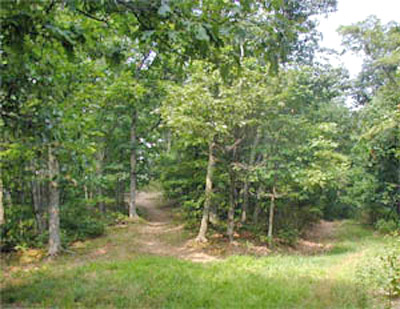 Fork along the hiking trail leading to the Audie Murphy Memorial on Brush Mountain, Virginia. Photo provided by Fred Davis.